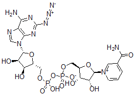 CAS 登录号：126609-61-8， 2-叠氮基腺苷二核苷酸