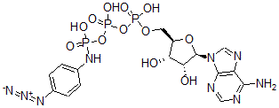 CAS 登录号：54687-13-7， 腺苷三磷酸酯 gamma-4-叠氮基苯胺