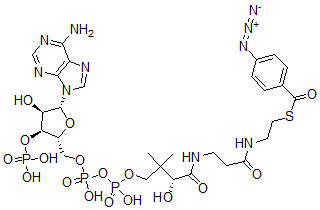 CAS 登录号：63550-94-7， 4-叠氮基苯甲酰基-辅酶 A