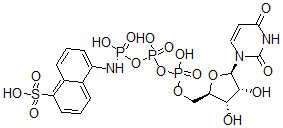 CAS 登录号：72218-69-0， 尿苷三磷酸-1-氨基萘-5-磺酸酯