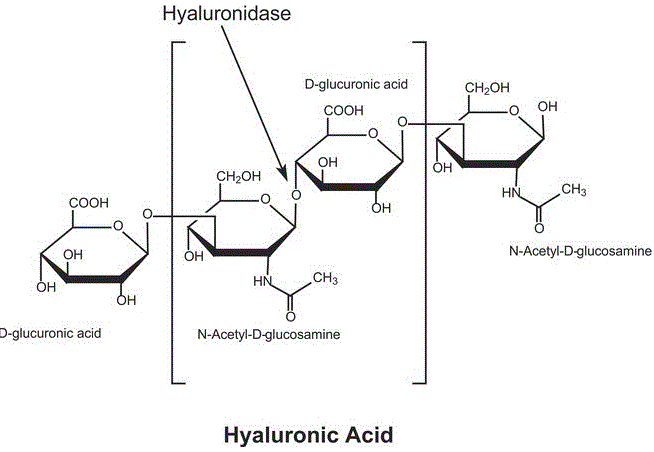 structure of CAS# 37326-33-3, 透明质酸酶 (牛睾丸同工酶)