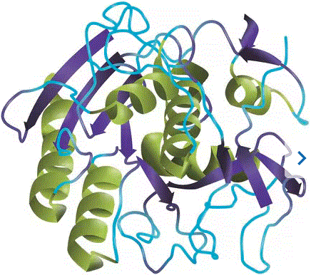 蛋白酶 K分子结构 (CAS 39450-01-6)